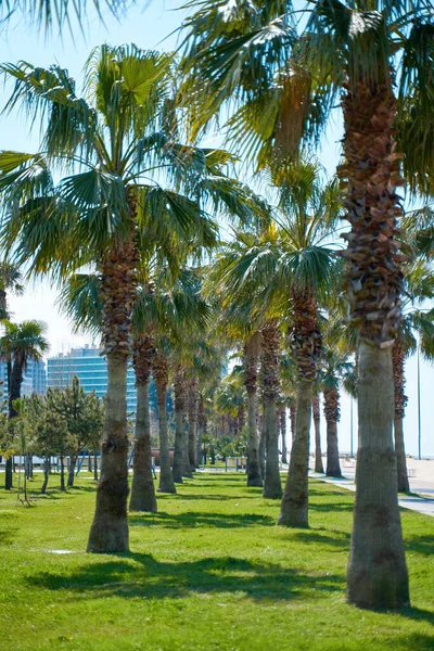 Tatil köyünün modern rıhtımındaki palmiye ağaçları..