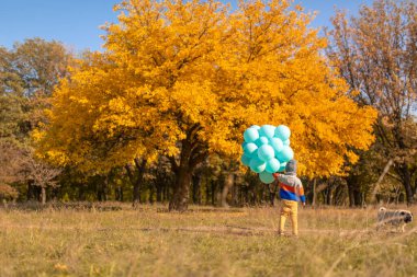 Bir kucak dolusu balonu olan küçük bir çocuk sonbahar parkında yürüyor. Sarı ağaçlar ve mavi toplar. Şık çocuk..