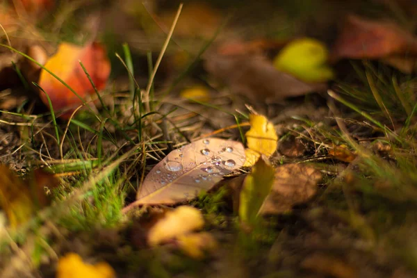 Sombras Outono Cor Folhas Caídas Cores Diferentes Grama Parque — Fotografia de Stock