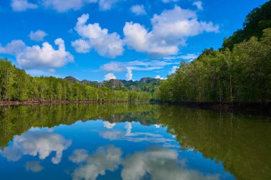Mangrov ormanları arasında saf doğa manzarası nehri.