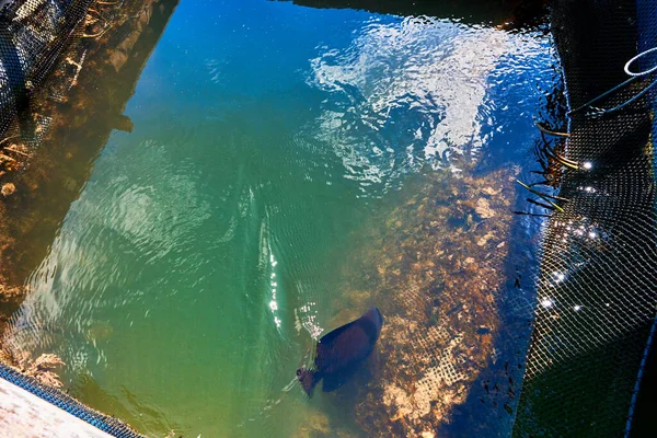 Poisson Raie Dans Une Boîte Filet Ferme Piscicole — Photo