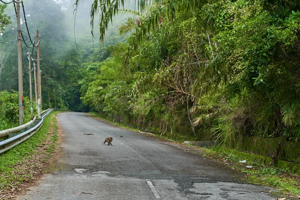 Macaco Selvagem Estrada Através Selva Densa Animais Selvagens Selva — Fotografia de Stock