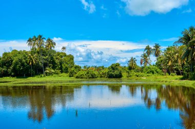 Tropik bir manzara. Dağlar, palmiyeler ve mavi gökyüzü. Saf doğa. Yansımalı göl.