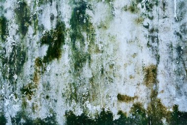 Yeşil küf lekeli beton duvar dokusu.