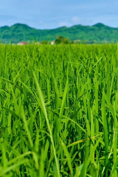 Εντυπωσιακό Τοπίο Πράσινο Ρύζι Τομέα Βουνά Στο Παρασκήνιο — Φωτογραφία Αρχείου