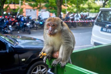 Vahşi maymun çöp kutusunda bulduğu patates kızartmasını yiyor. Yemek yerken beni filme almayın. Maymun çöp kutusundan fast food yiyor..