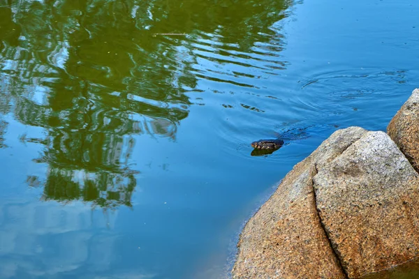 Waran Eidechse Einem See Einem Grünen Freizeitpark Asien — Stockfoto