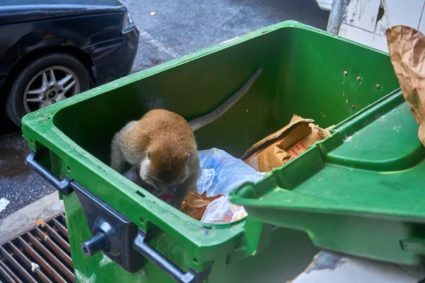 这只野生猴子正在吃他在垃圾桶里发现的薯条 我吃饭的时候别拍我 猴子吃垃圾桶里的快餐 — 图库照片
