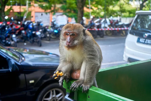 Scimmia Selvatica Sta Mangiando Patatine Che Trovato Nel Bidone Della — Foto Stock