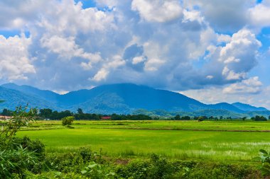 İnanılmaz Asya doğası manzarası. Kocaman yeşil pirinç tarlası, arkasında dağlar var..