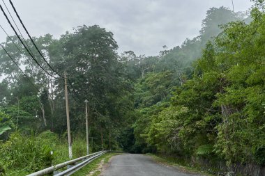 Yoğun yeşil dağ ormanlarında asfalt bir yol..