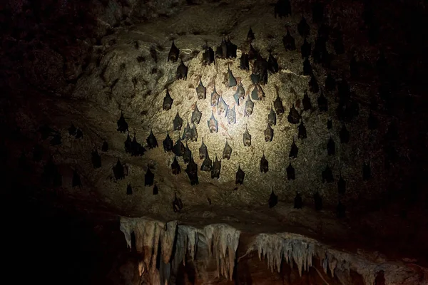 Uno Stormo Pipistrelli Dorme Sul Soffitto Una Grotta Con Una — Foto Stock
