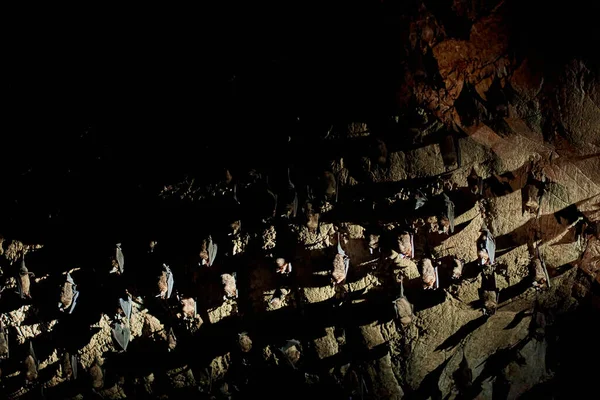 Uno Stormo Pipistrelli Dorme Sul Soffitto Una Grotta Con Una — Foto Stock
