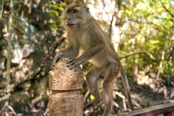 Macaco Selvagem Senta Uma Ponte Floresta Manguezais — Fotografia de Stock