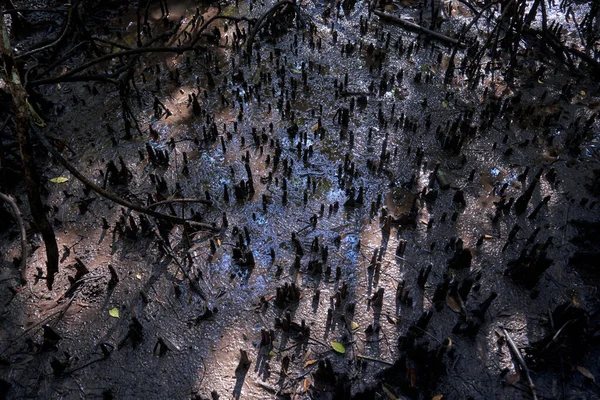 Wild mangrove forest. Mangrove trees close up.