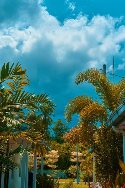 Yard Green Trees Cottage Town Tropics Resort Island — Stock Photo, Image