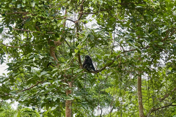 Una Scimmia Selvatica Della Razza Langur Ramo Albero Nella Giungla — Foto Stock