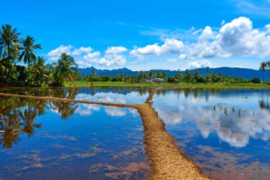 Tropik bir manzara. Dağlar, palmiyeler ve mavi gökyüzü. Saf doğa. Yansımalı göl.