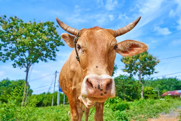 Cerca Retrato Vaca Curiosa Pastando Borde Carretera — Foto de Stock