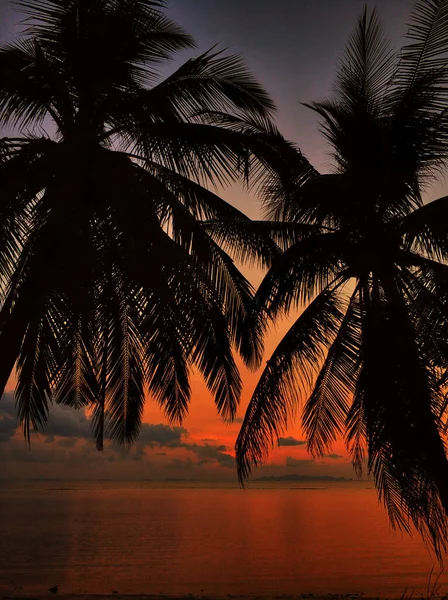 Île Tropicale Palmiers Sur Fond Ciel Couchant — Photo