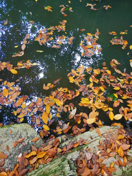 Hojas Amarillas Caídas Lago Selva —  Fotos de Stock