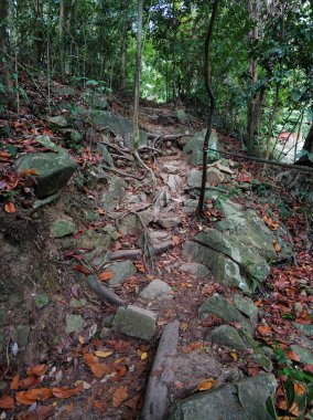 Ormandaki güçlü ağaçlar. Büyük güçlü kökler.