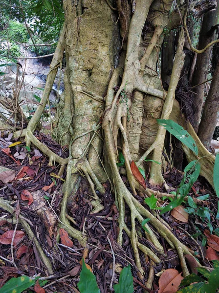 Árboles Poderosos Selva Grandes Raíces Fuertes — Foto de Stock
