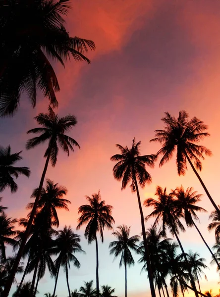 Silhouetten Van Palmbomen Tegen Achtergrond Van Kleurrijke Zonsondergang Hemel Tropisch — Stockfoto