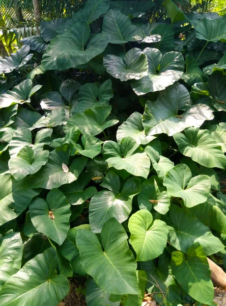 Plantas Selva São Grandes Folhas Verdes — Fotografia de Stock