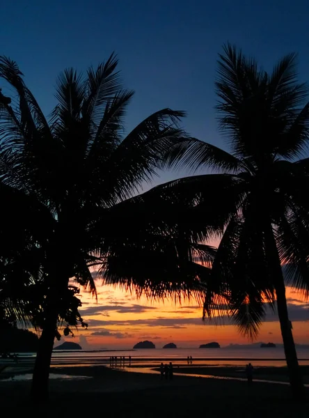 在色彩艳丽的日落天空背景下 棕榈树的轮廓 热带地块 — 图库照片