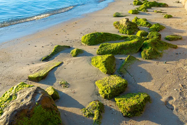 Nagy Kövek Zöld Algákkal Benőve Egy Homokos Tengerparton Közel Óceánhoz — Stock Fotó