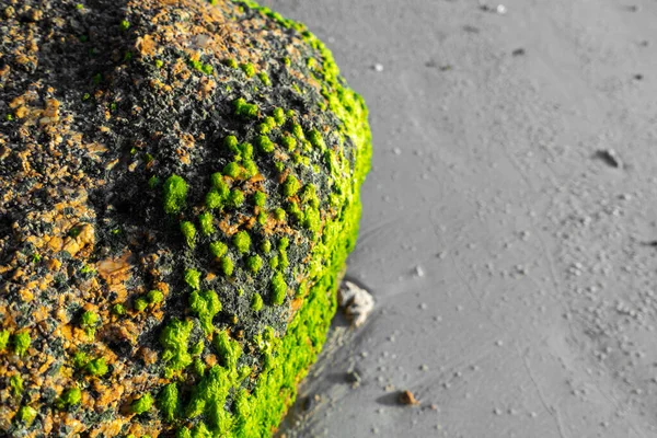Μεγάλες Πέτρες Κατάφυτες Πράσινα Φύκια Μια Αμμώδη Παραλία Κοντά Στον — Φωτογραφία Αρχείου