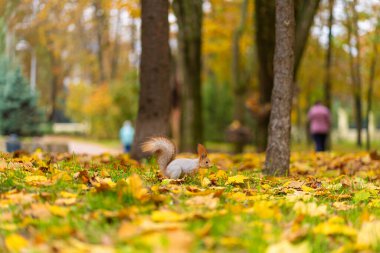 Tüylü, güzel bir sincap, sonbaharda şehir parkında düşen sarı yaprakların arasında yiyecek arıyor..