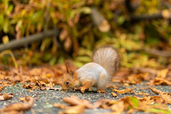 Fluffy Beautiful Squirrel Looking Food Fallen Yellow Leaves Autumn City — Stock Photo, Image