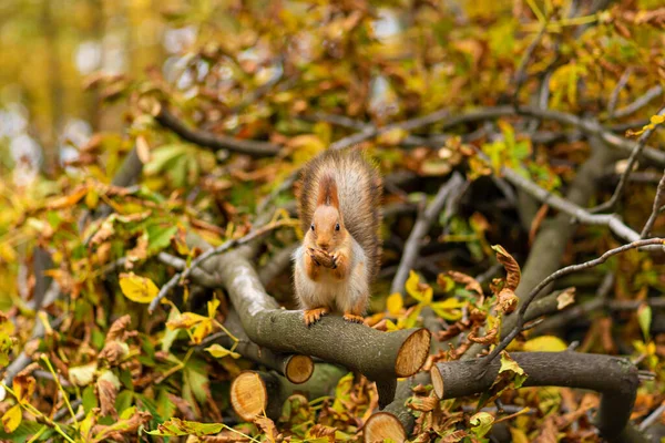 Fluffy Beautiful Squirrel Eats Nut Branch Sawn Tree Yellow Leaves — Stock Photo, Image
