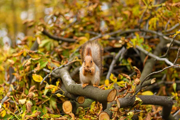 Fluffy Hermosa Ardilla Come Una Nuez Una Rama Árbol Aserrado — Foto de Stock