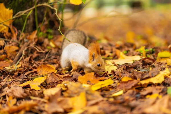 Una Hermosa Ardilla Esponjosa Está Buscando Comida Entre Las Hojas — Foto de Stock