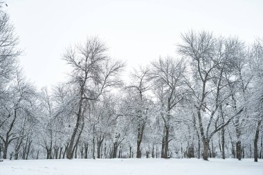 Kar, kış orman manzarasını kapladı. Kış Masalı.