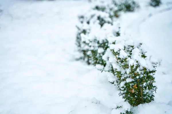 冬の都市公園で雪に覆われた茂み 冬の美しさ — ストック写真