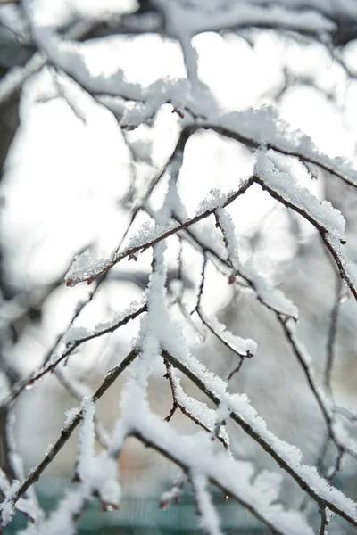 Met Sneeuw Bedekte Boomtak Winterbos — Stockfoto