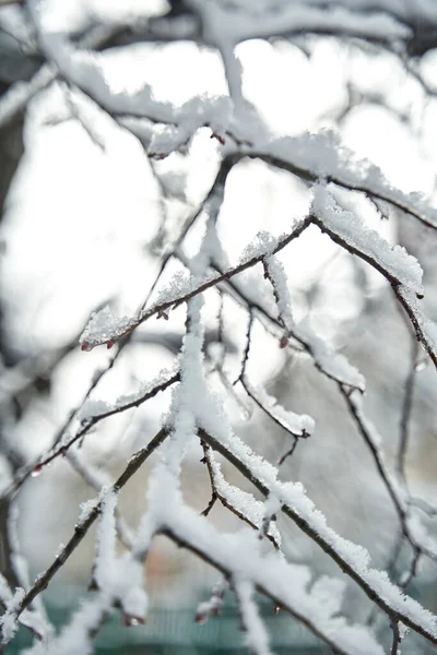 Neve Coberto Ramo Árvore Floresta Inverno — Fotografia de Stock