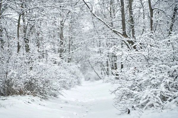 Neve Coberto Paisagem Floresta Inverno Conto Fadas Inverno — Fotografia de Stock