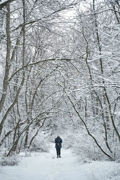 Человек Гуляющий Белом Заснеженном Лесу — стоковое фото