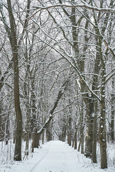 Снег Покрыл Пейзаж Зимнего Леса Зимняя Сказка — стоковое фото