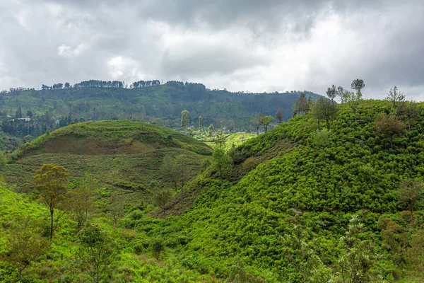 风景如画的自然景观 高地的绿茶种植园 种植茶叶 — 图库照片