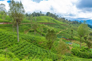 Resmedilmeye değer doğal manzara. Dağlık arazideki yeşil çay tarlaları. Çay yetiştiriyorum..