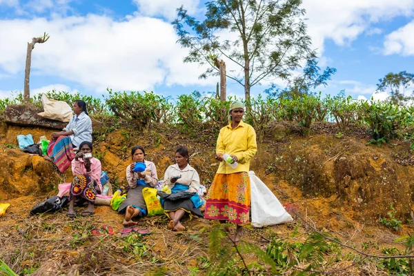 Las Mujeres Sri Lanka Recogen Hojas Los Arbustos Largo Del — Foto de Stock