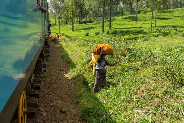 Las Mujeres Sri Lanka Recogen Hojas Los Arbustos Largo Del — Foto de Stock