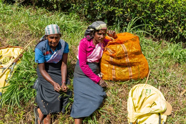 Las Mujeres Sri Lanka Recogen Hojas Los Arbustos Largo Del — Foto de Stock