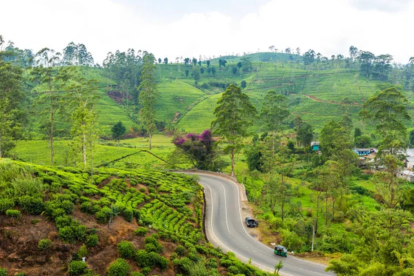 Landschaftstraße Durch Grüne Hügel Und Teeplantagen Sri Lankas Naturlandschaft — Stockfoto